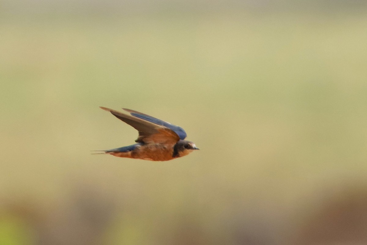 Barn Swallow (Tytler's) - Simon Lloyd