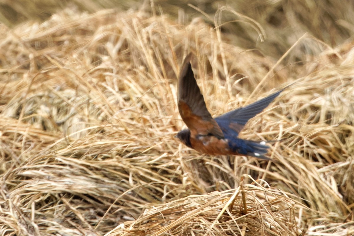 Barn Swallow (Tytler's) - ML616456185
