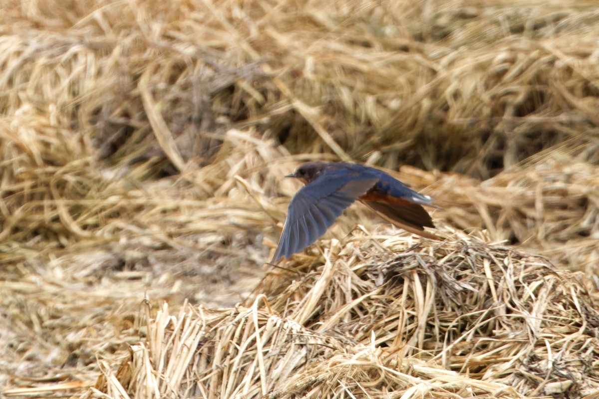 Barn Swallow (Tytler's) - ML616456186