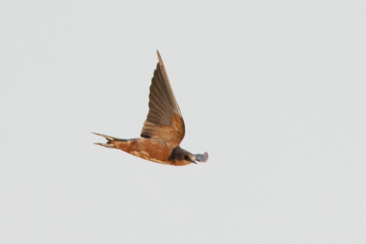 Barn Swallow (Tytler's) - ML616456187