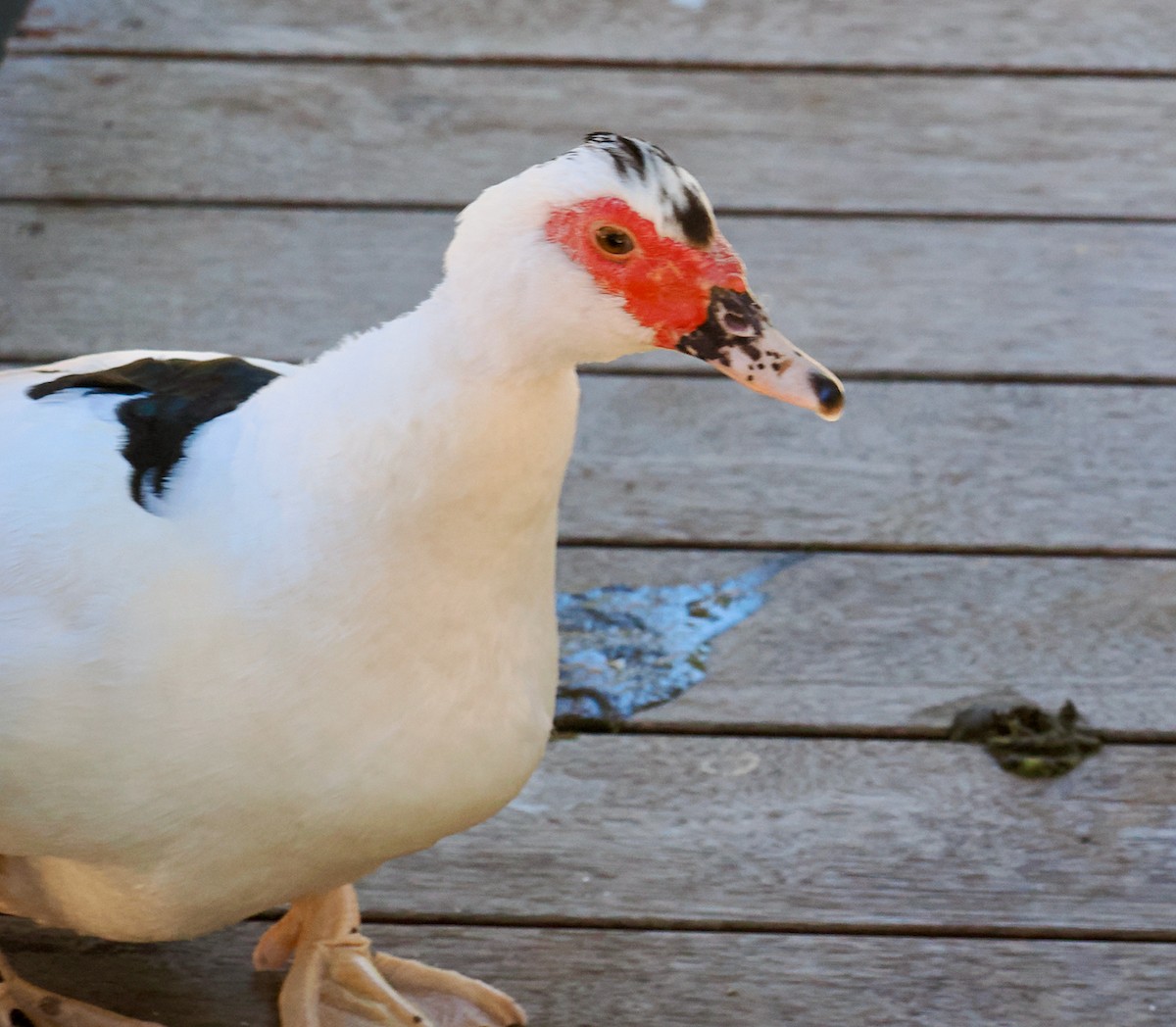 Muscovy Duck (Domestic type) - ML616456212