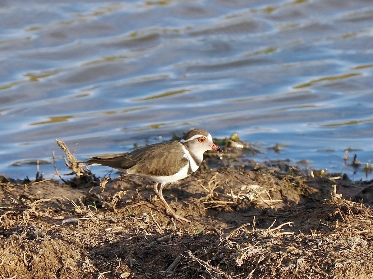 Three-banded Plover (African) - ML616456413