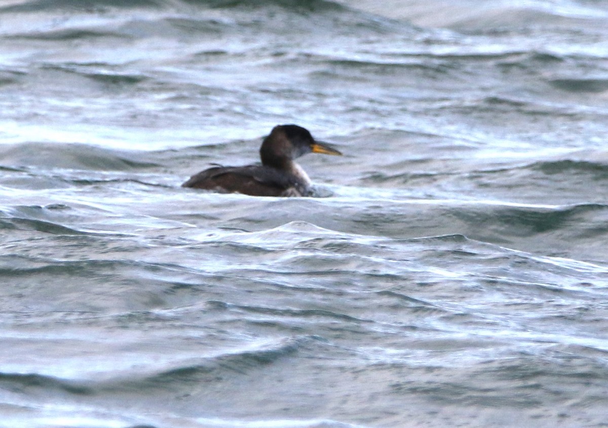 Red-necked Grebe - ML616456518