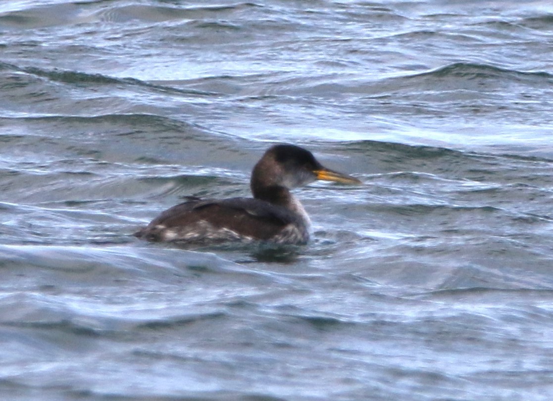 Red-necked Grebe - ML616456519