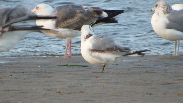 Mouette tridactyle - ML616456649