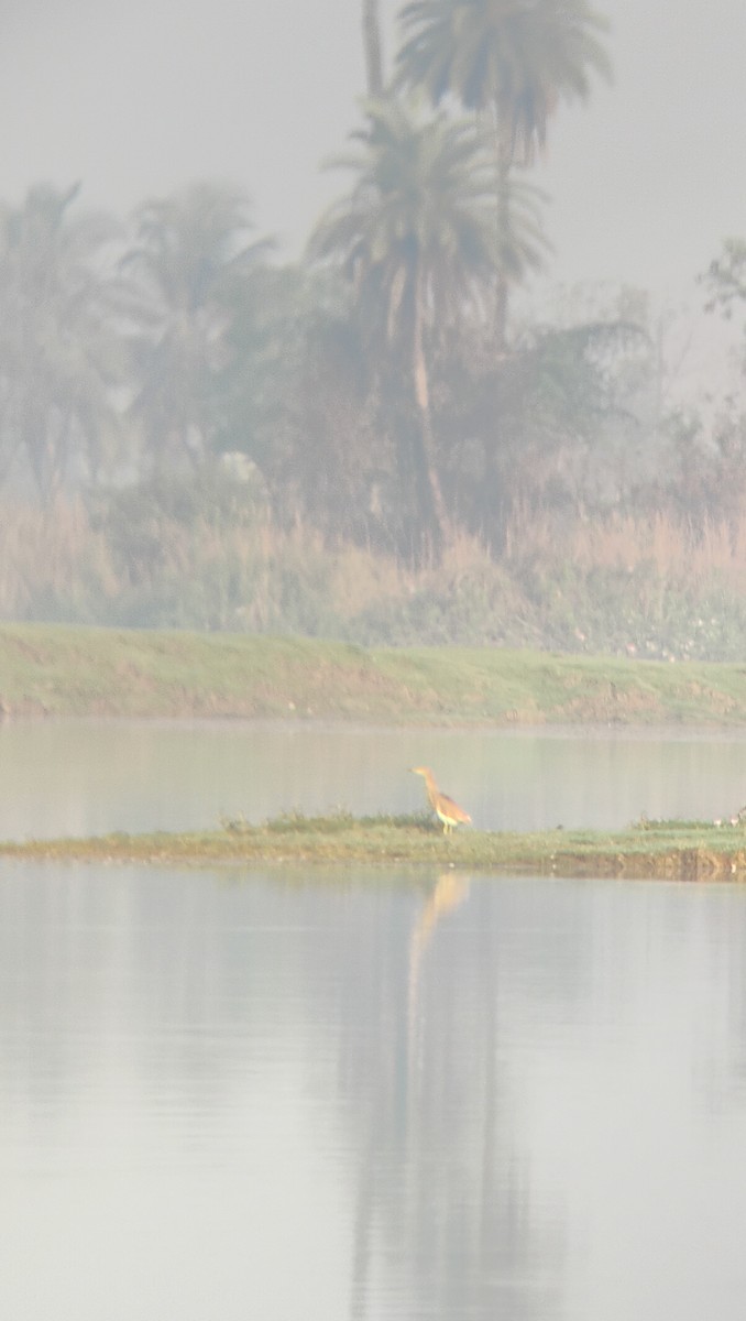Indian Pond-Heron - ML616456998