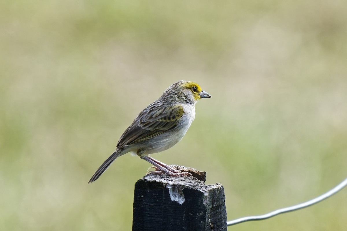 Yellow-browed Sparrow - ML616457063