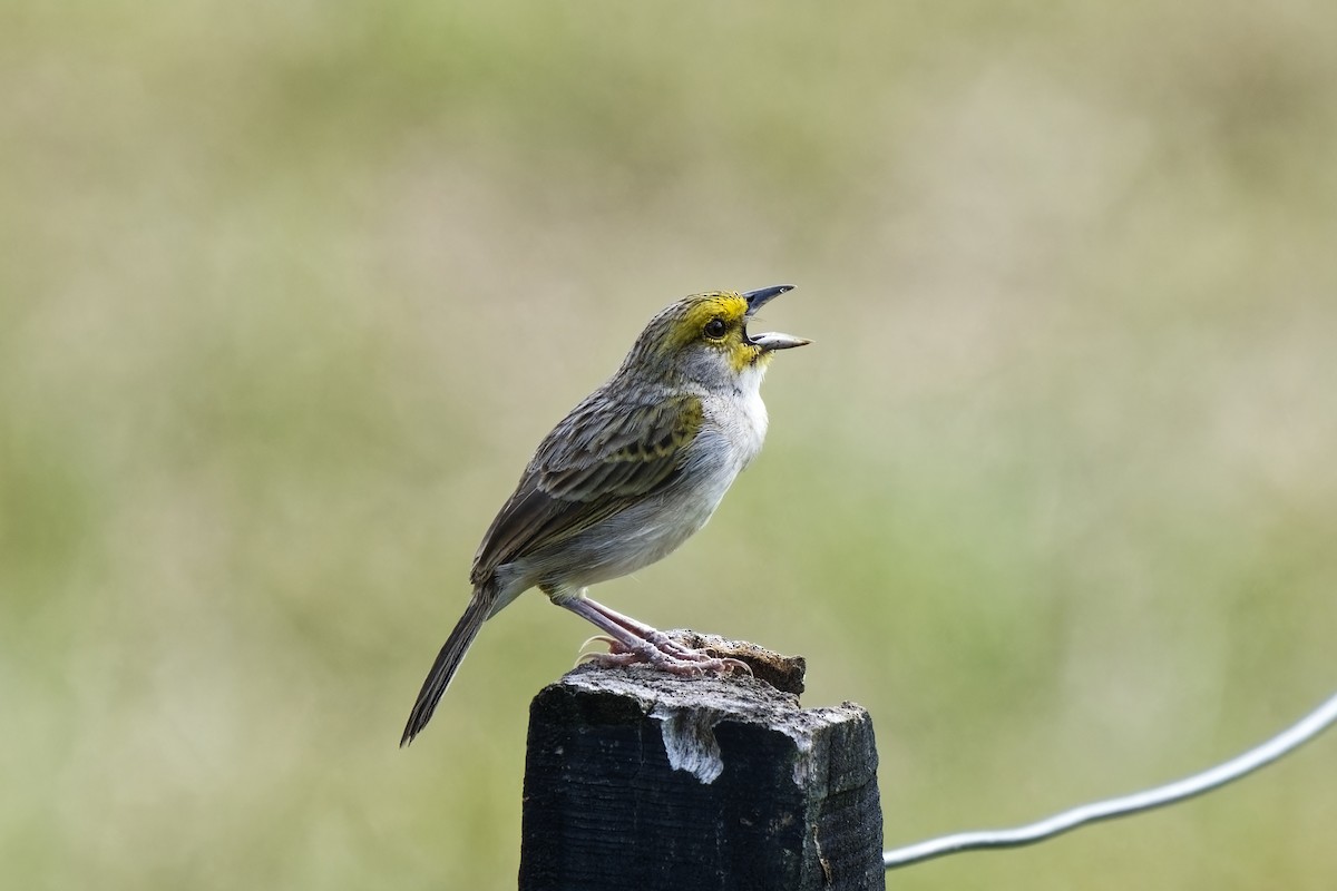 Yellow-browed Sparrow - ML616457064