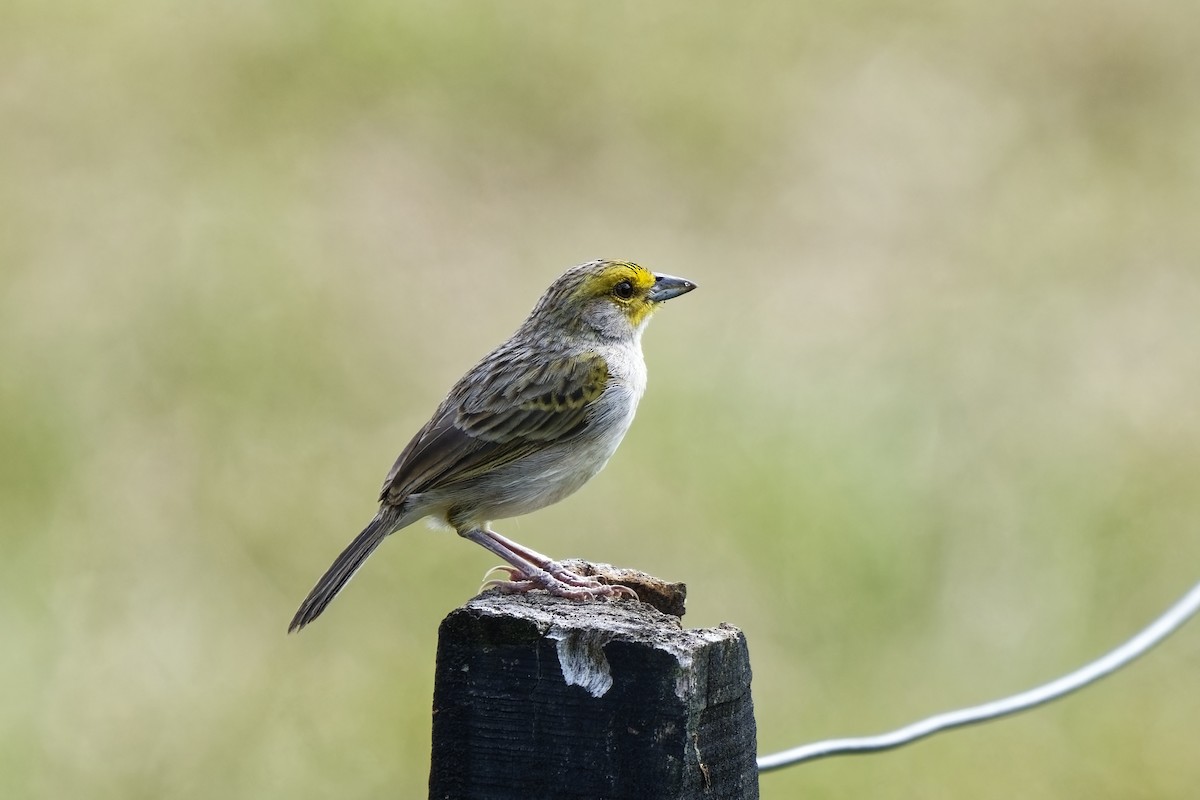 Yellow-browed Sparrow - ML616457065