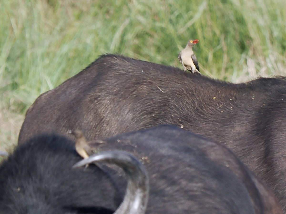 Red-billed Oxpecker - ML616457352