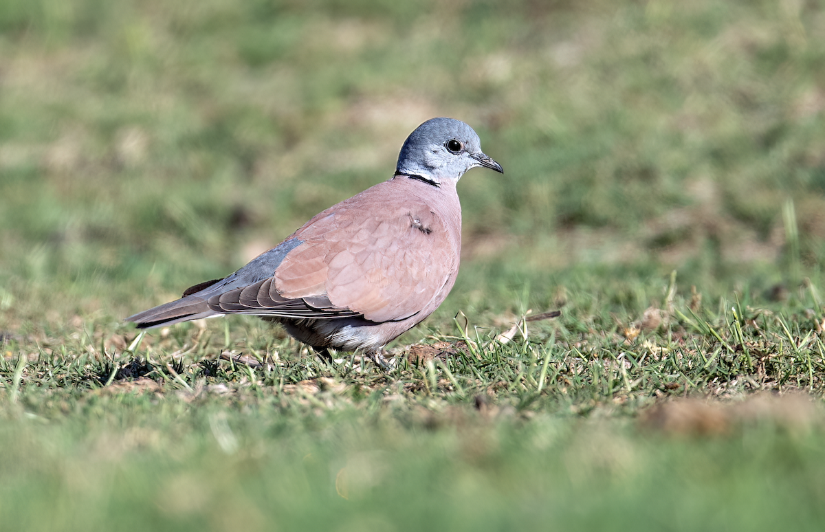 Red Collared-Dove - ML616457375