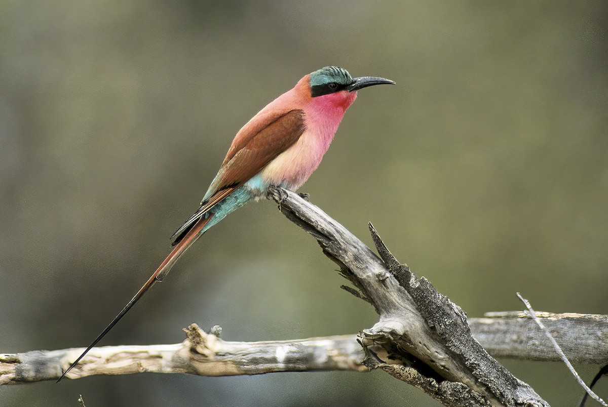 Southern Carmine Bee-eater - Roland Bischoff