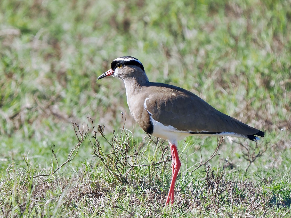 Crowned Lapwing - ML616457465