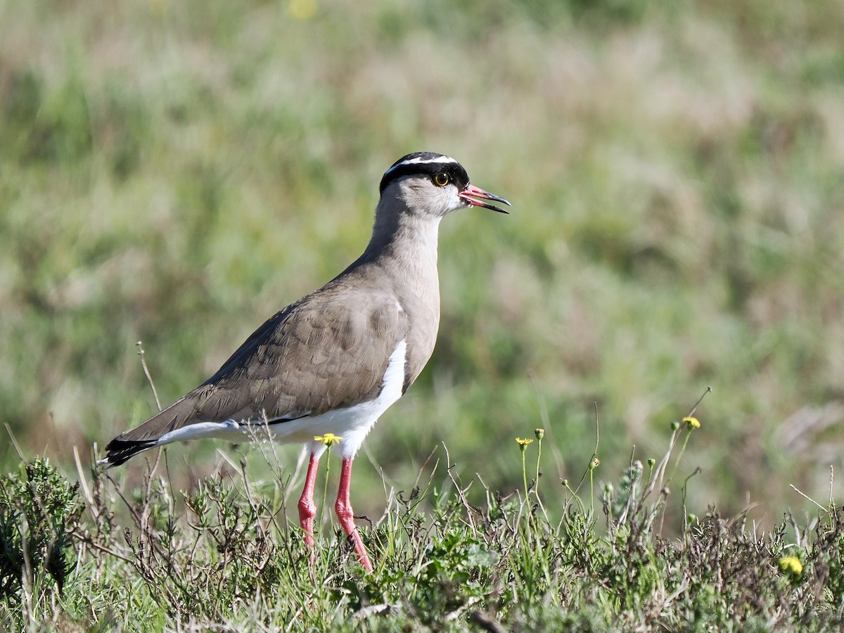 Crowned Lapwing - ML616457466