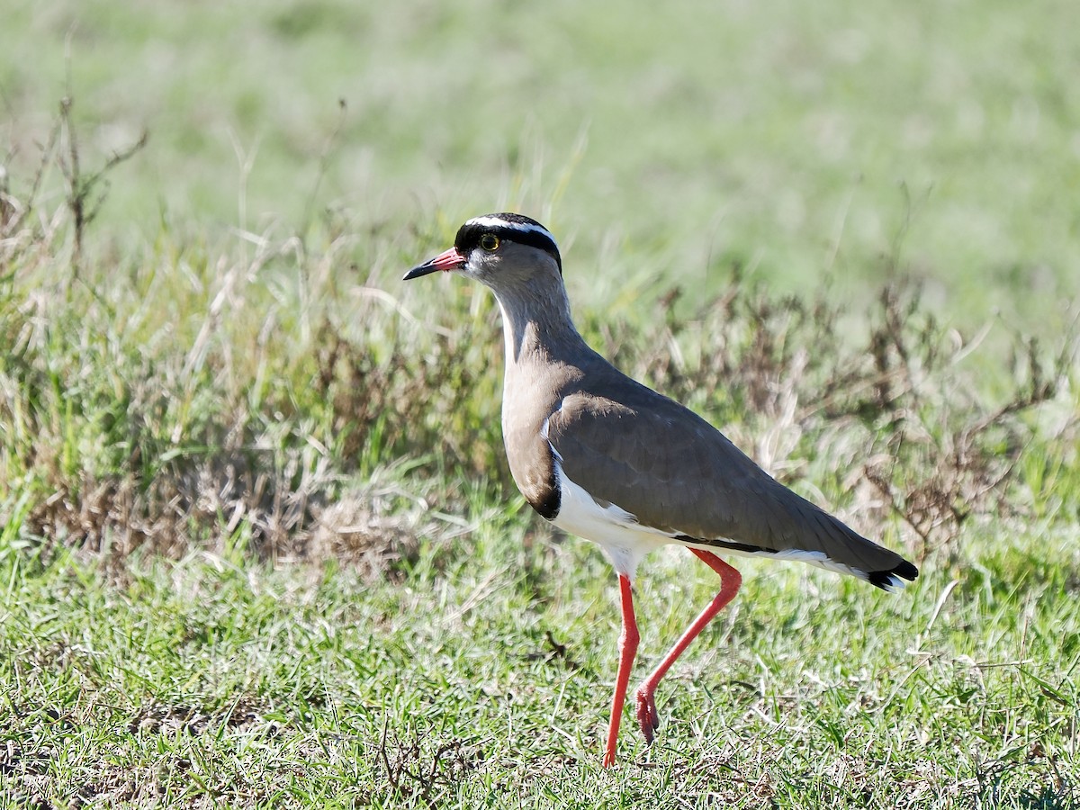 Crowned Lapwing - ML616457467