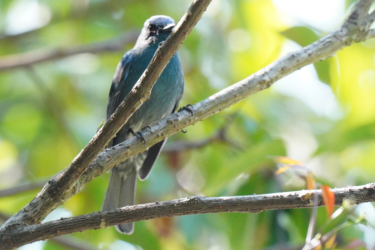Nilgiri Flycatcher - Sundar Muruganandhan