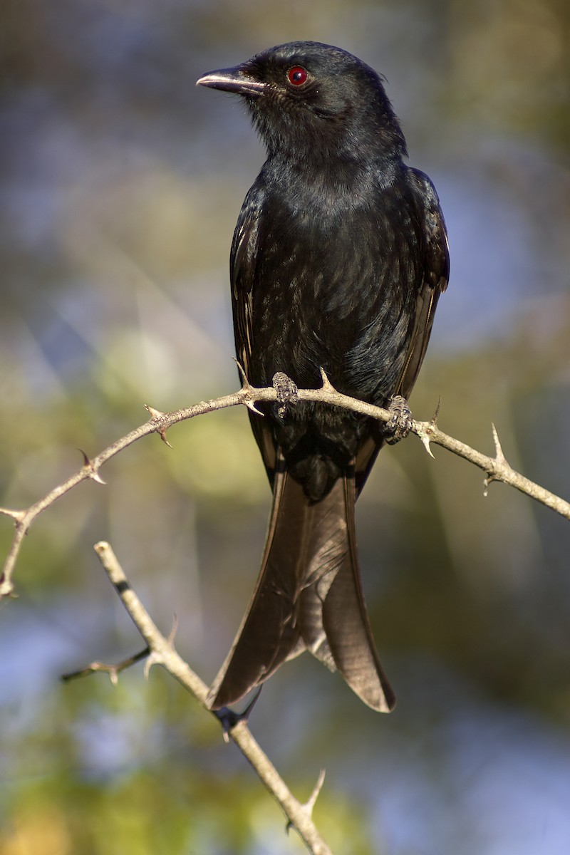 Fork-tailed Drongo - ML616457718