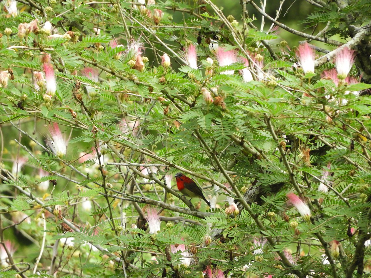 Crimson Sunbird - Xiongfei Pu