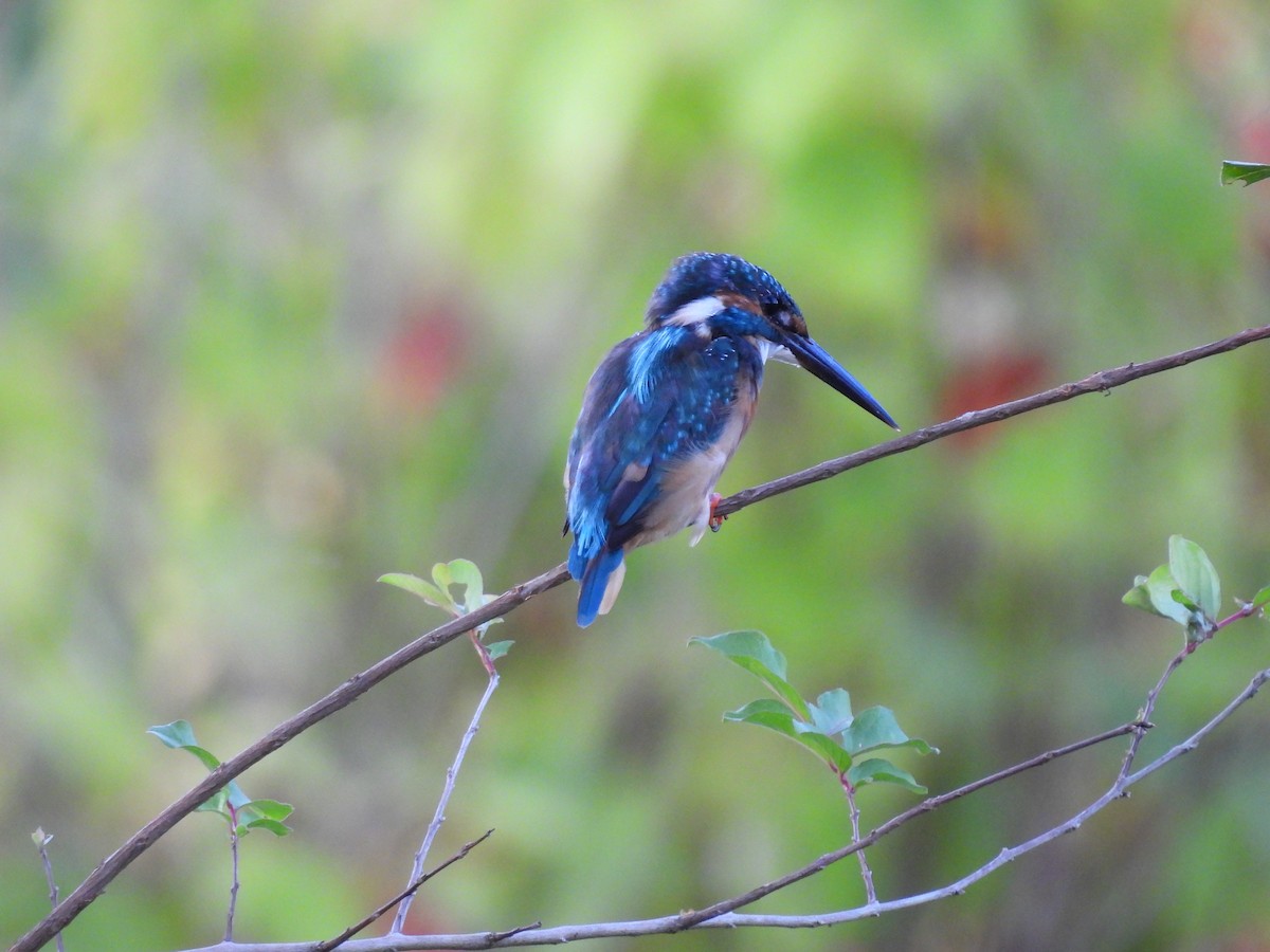 Common Kingfisher - Xiongfei Pu