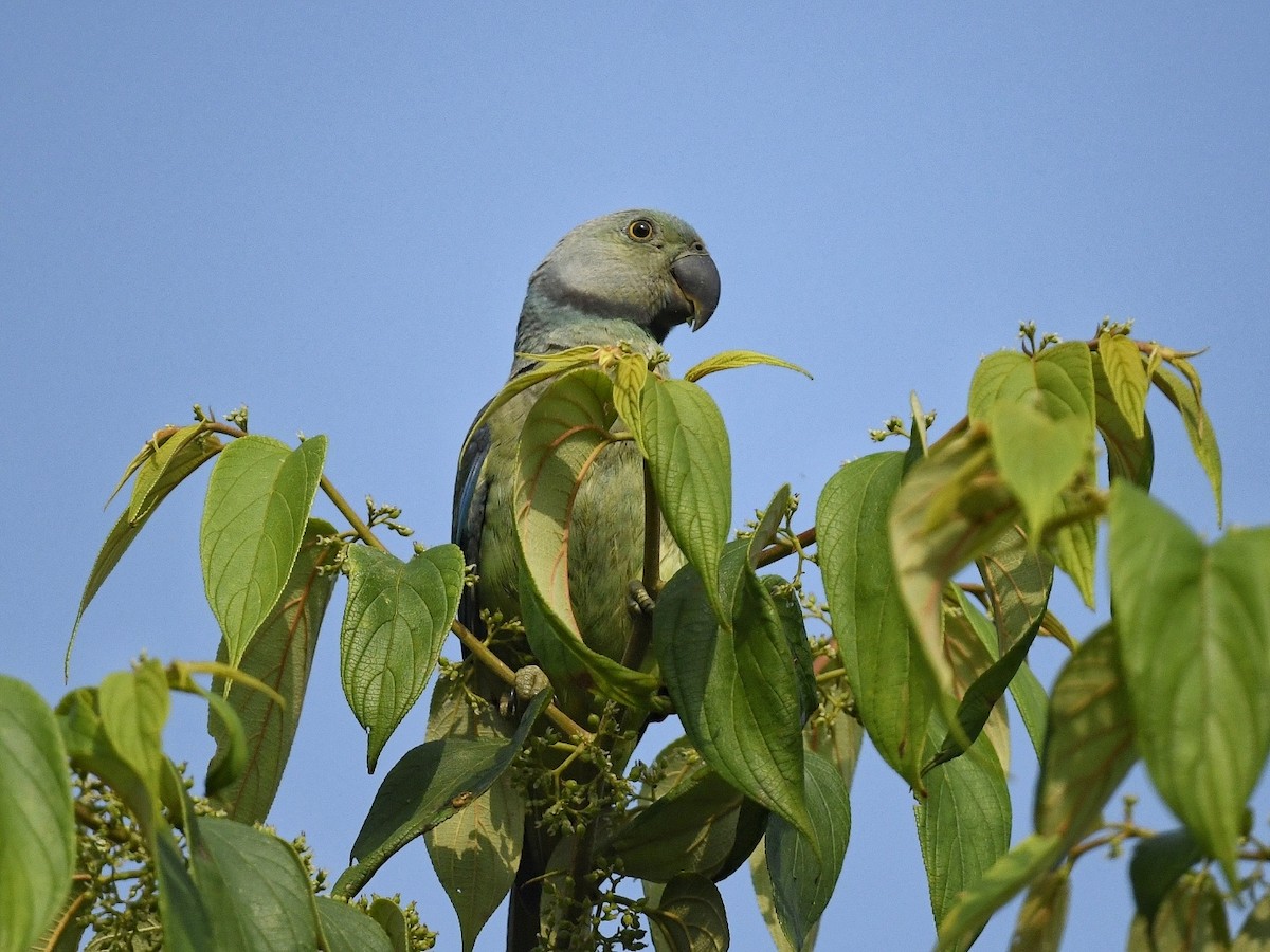 Malabar Parakeet - Renuka Vijayaraghavan
