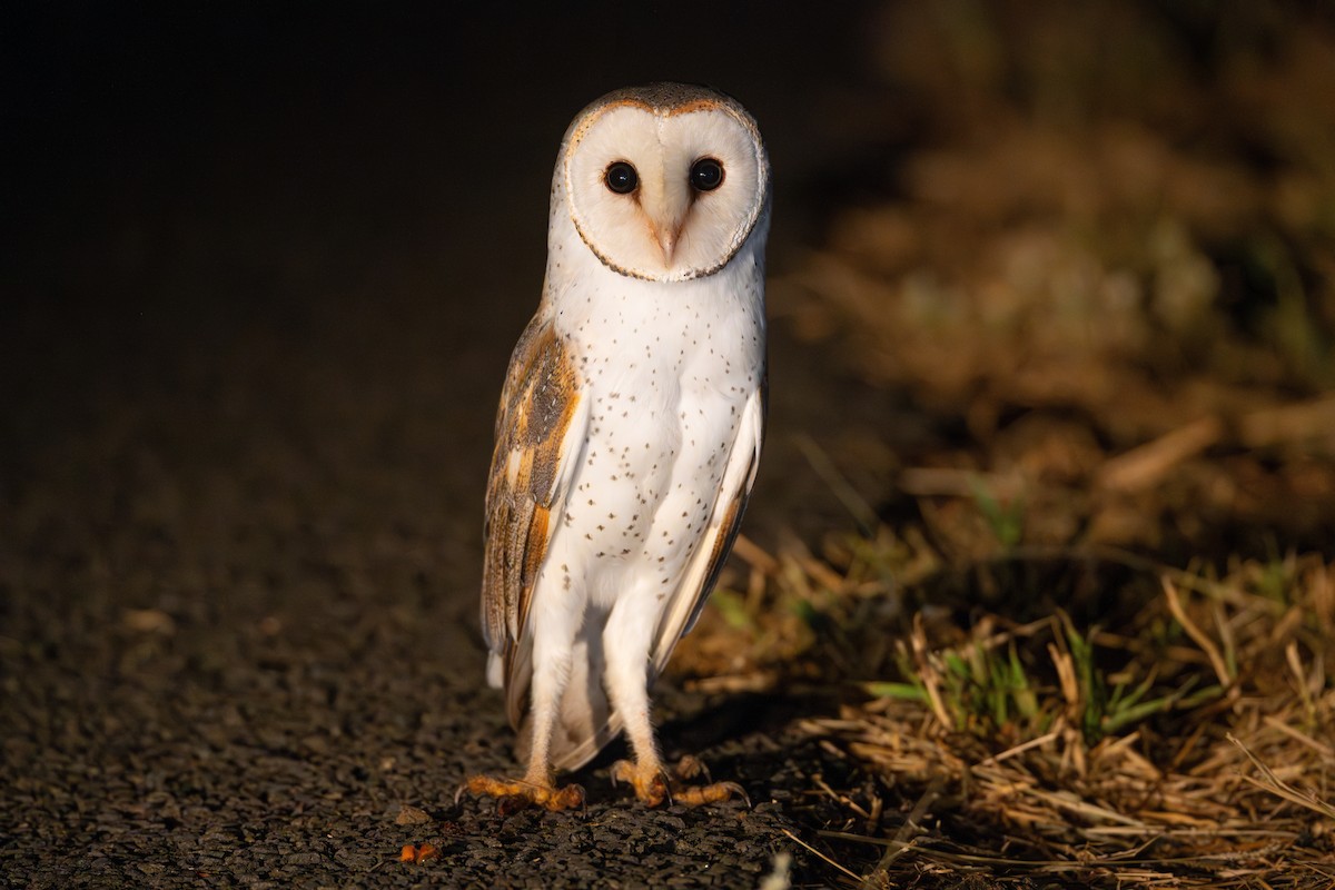 Barn Owl - Nik Mulconray