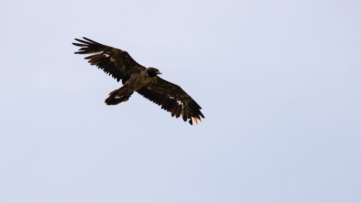 Bearded Vulture - ML616457846