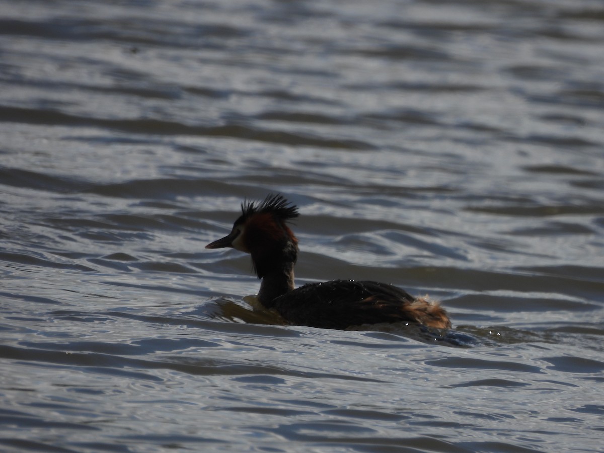 Great Crested Grebe - ML616457916