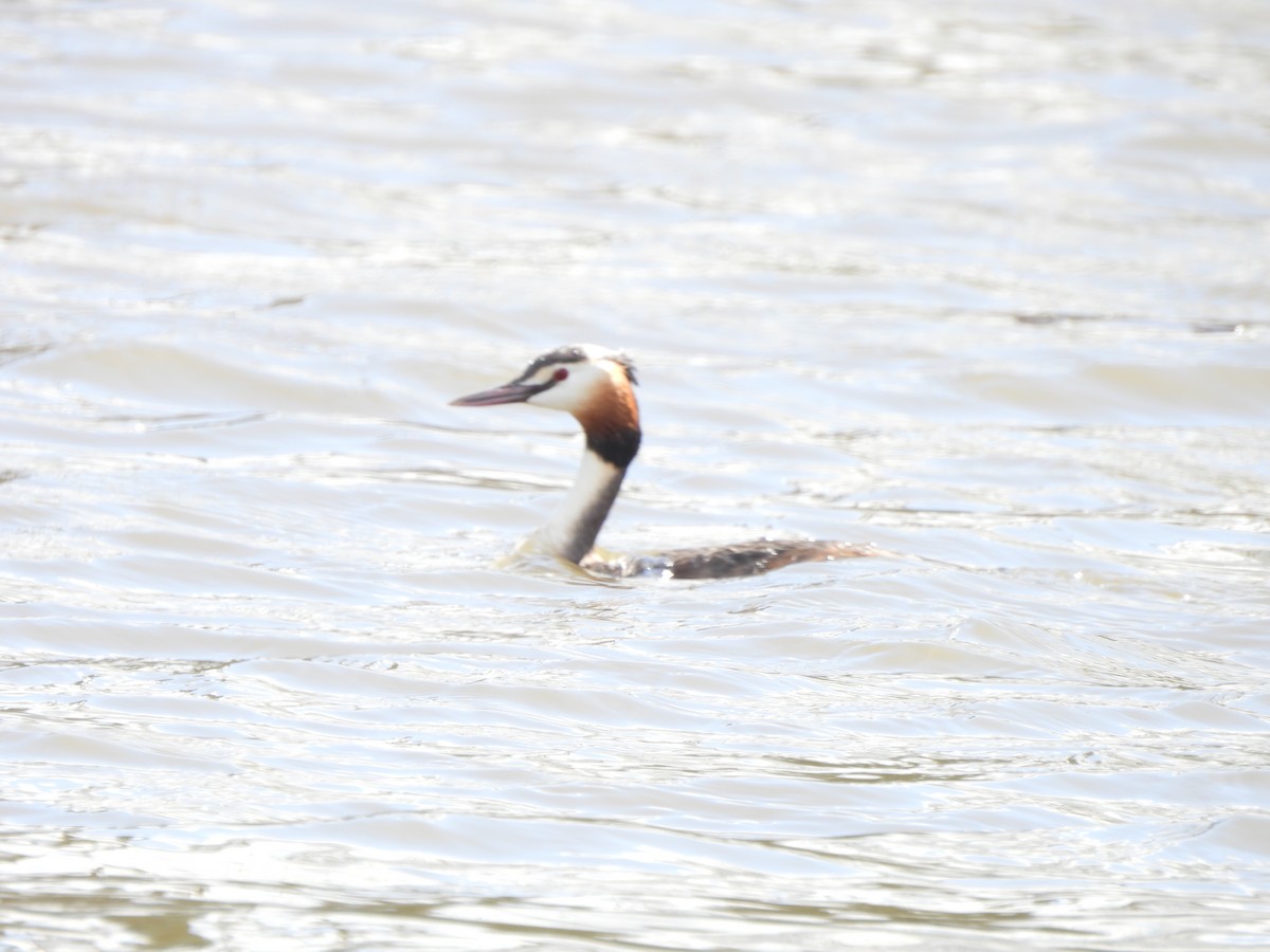 Great Crested Grebe - ML616457917