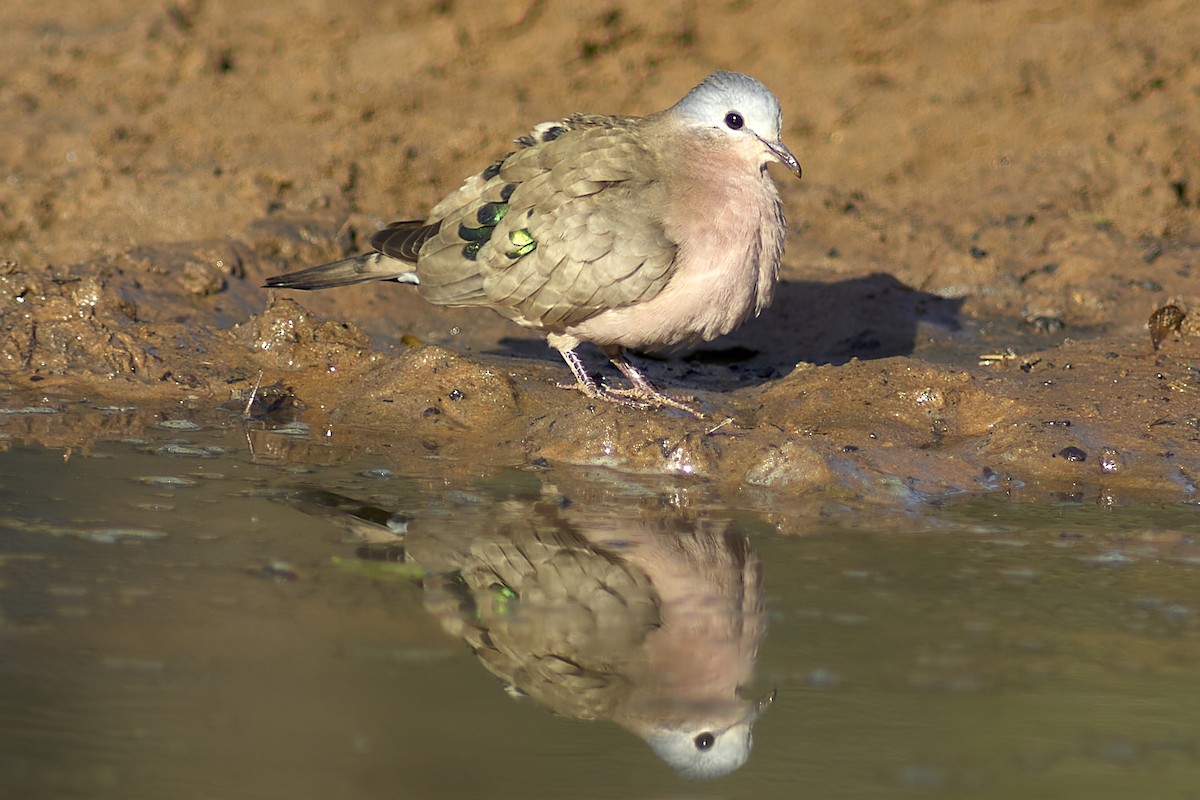 Emerald-spotted Wood-Dove - ML616457964