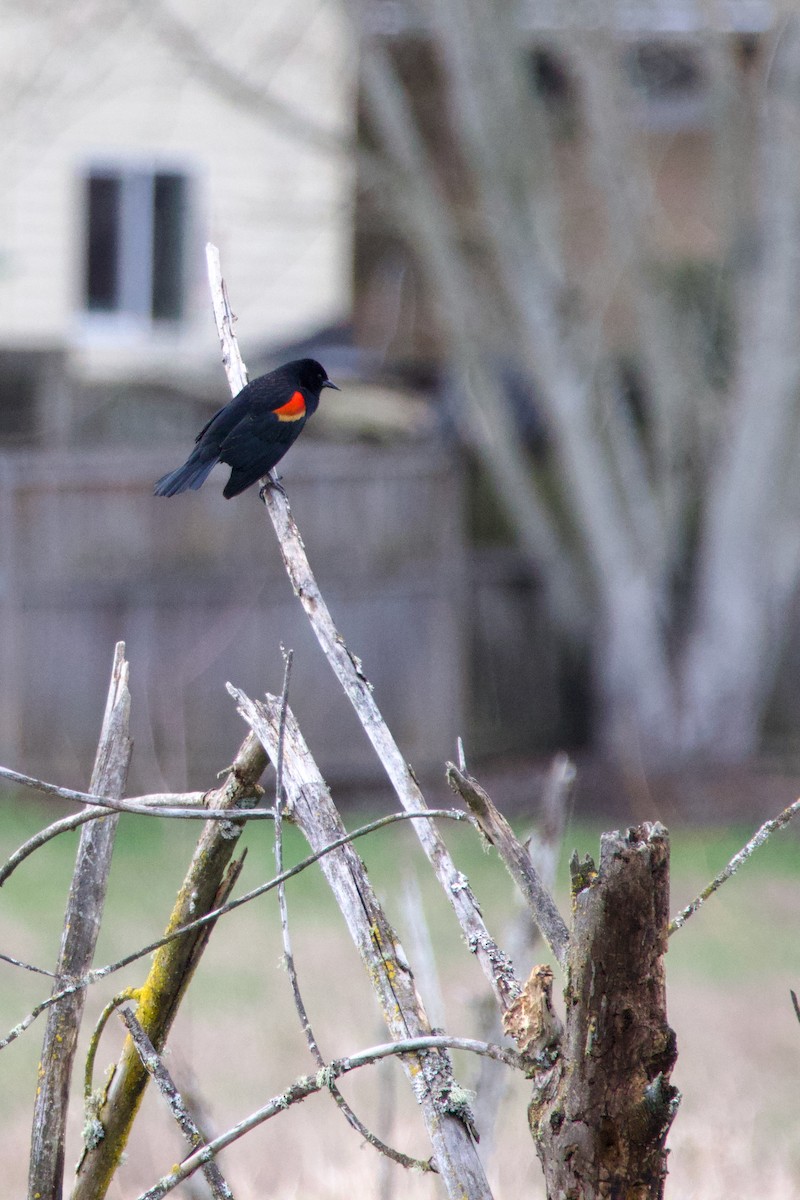 Red-winged Blackbird - ML616458136