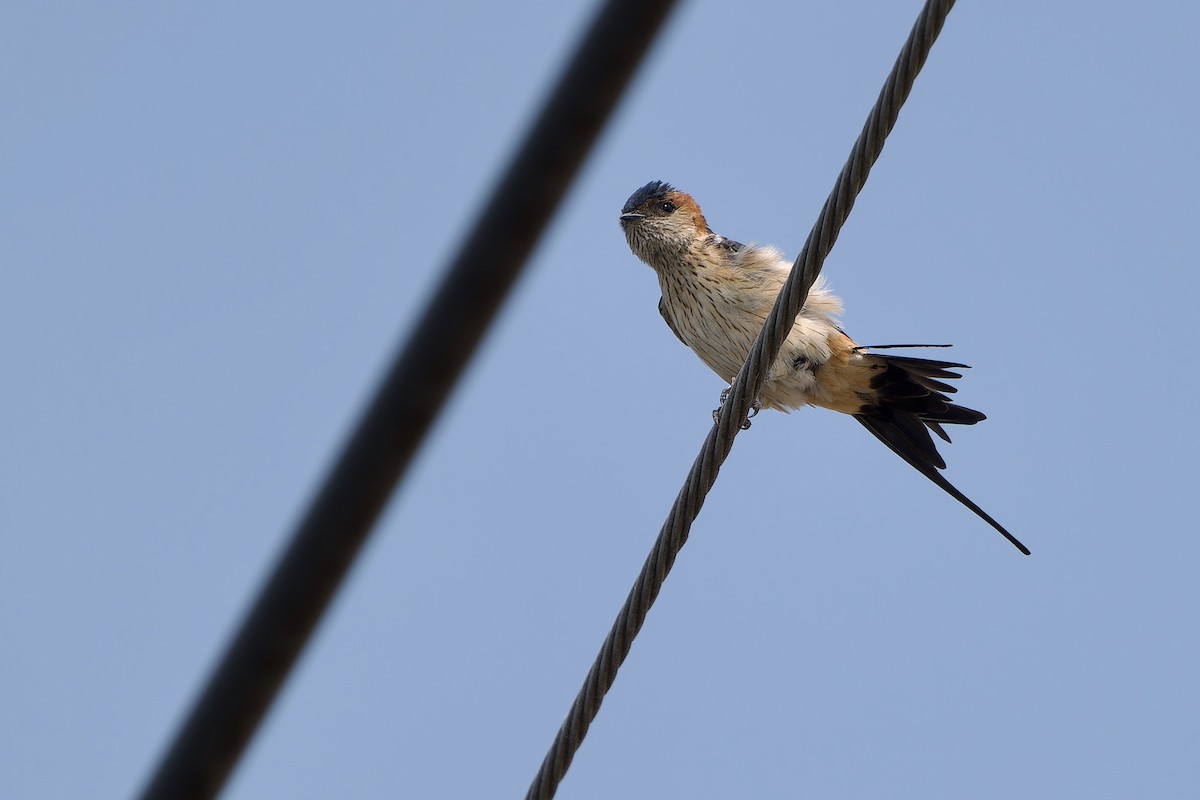 Red-rumped Swallow (Red-rumped) - ML616458485