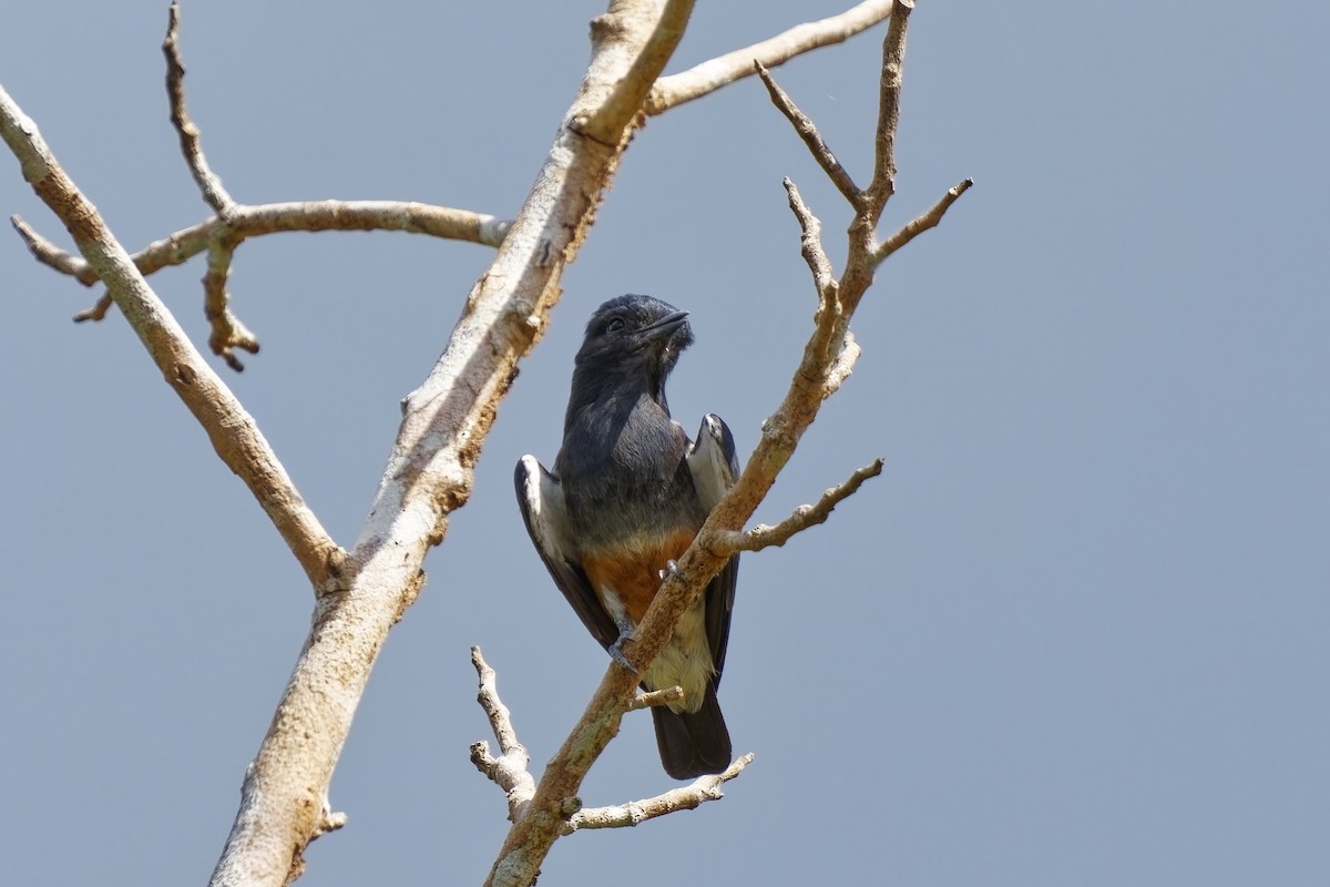 Swallow-winged Puffbird - ML616458611