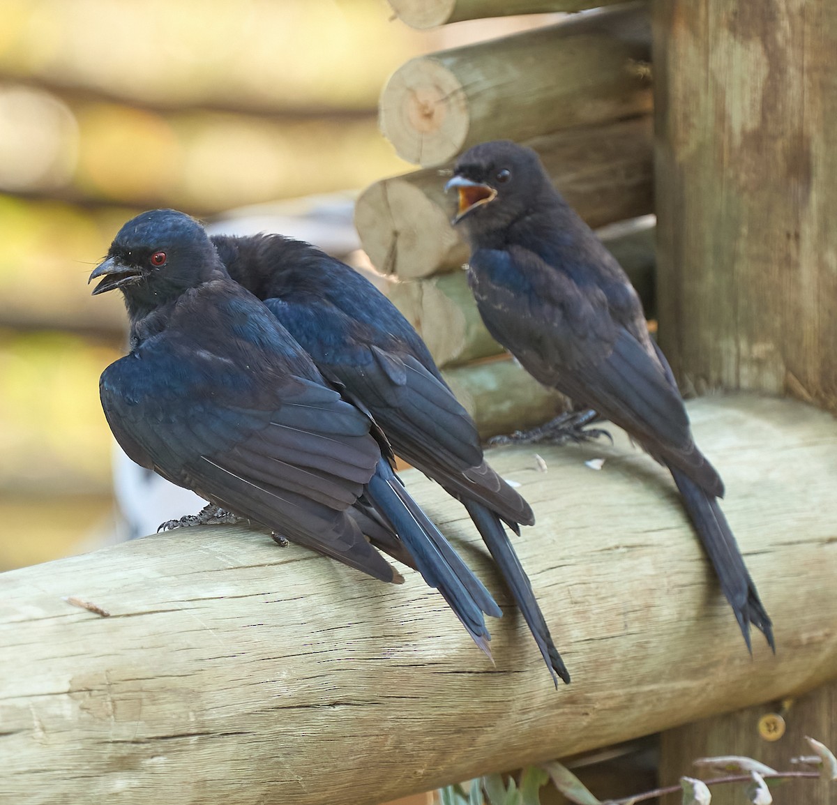 Fork-tailed Drongo - ML616458614