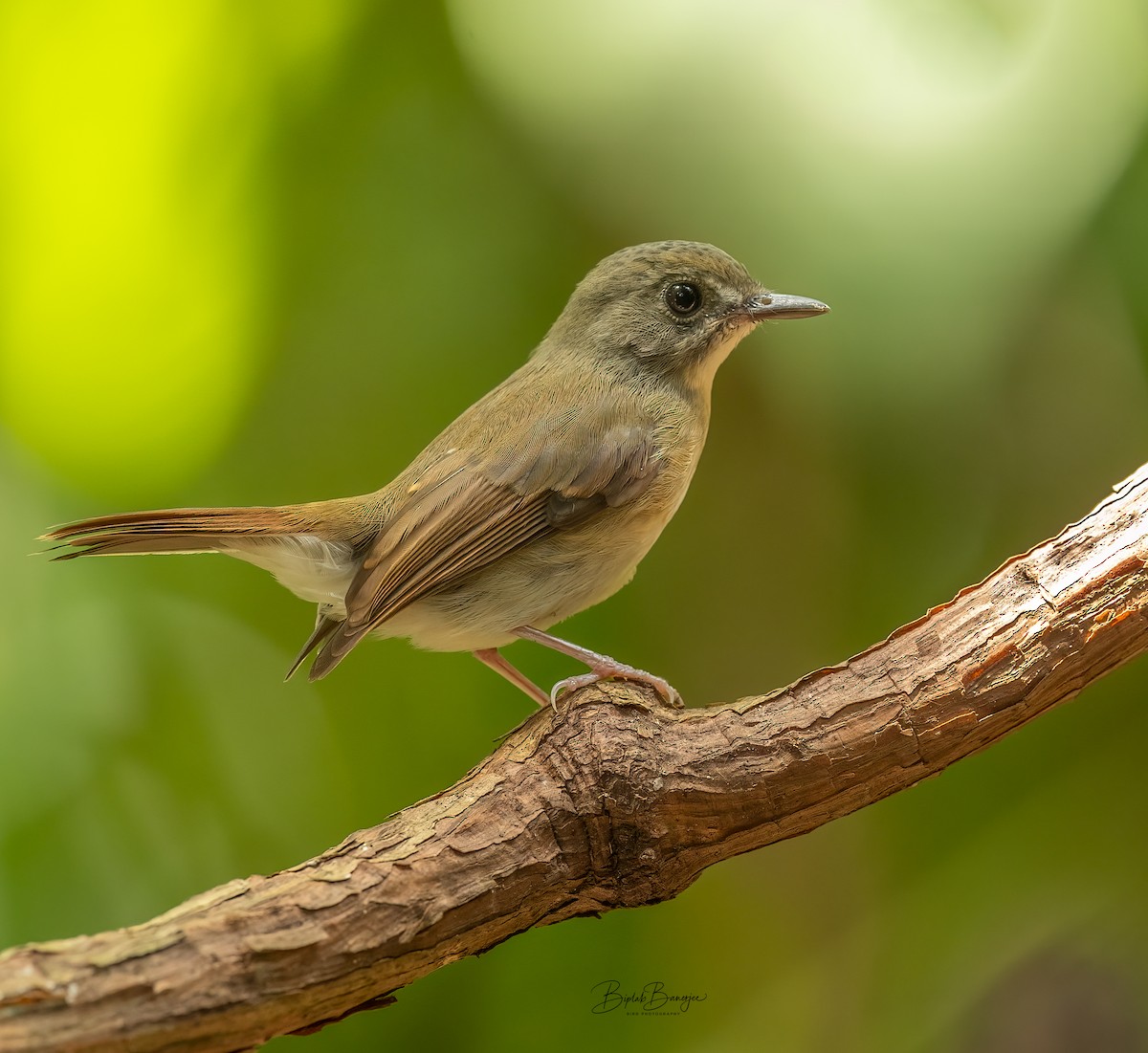 Fulvous-chested Jungle Flycatcher - ML616458645