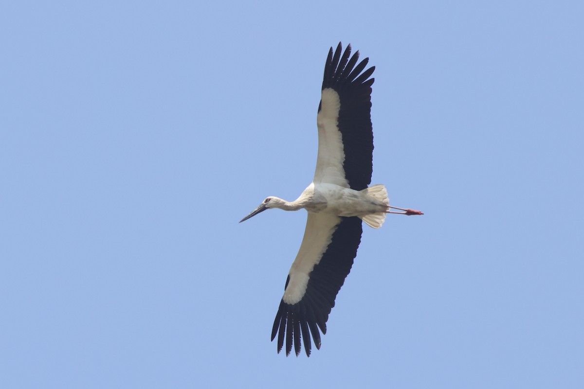 Oriental Stork - ML616458684