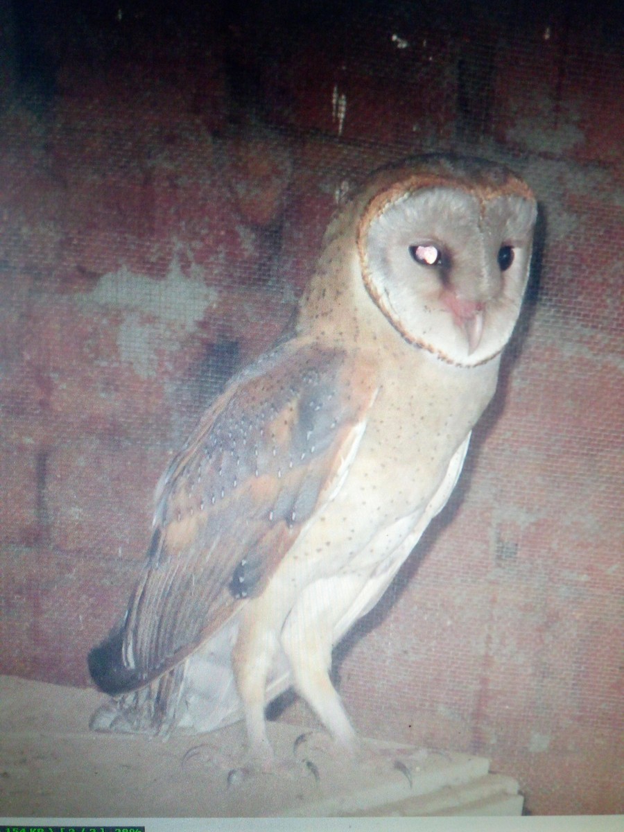 Barn Owl - Berliner J