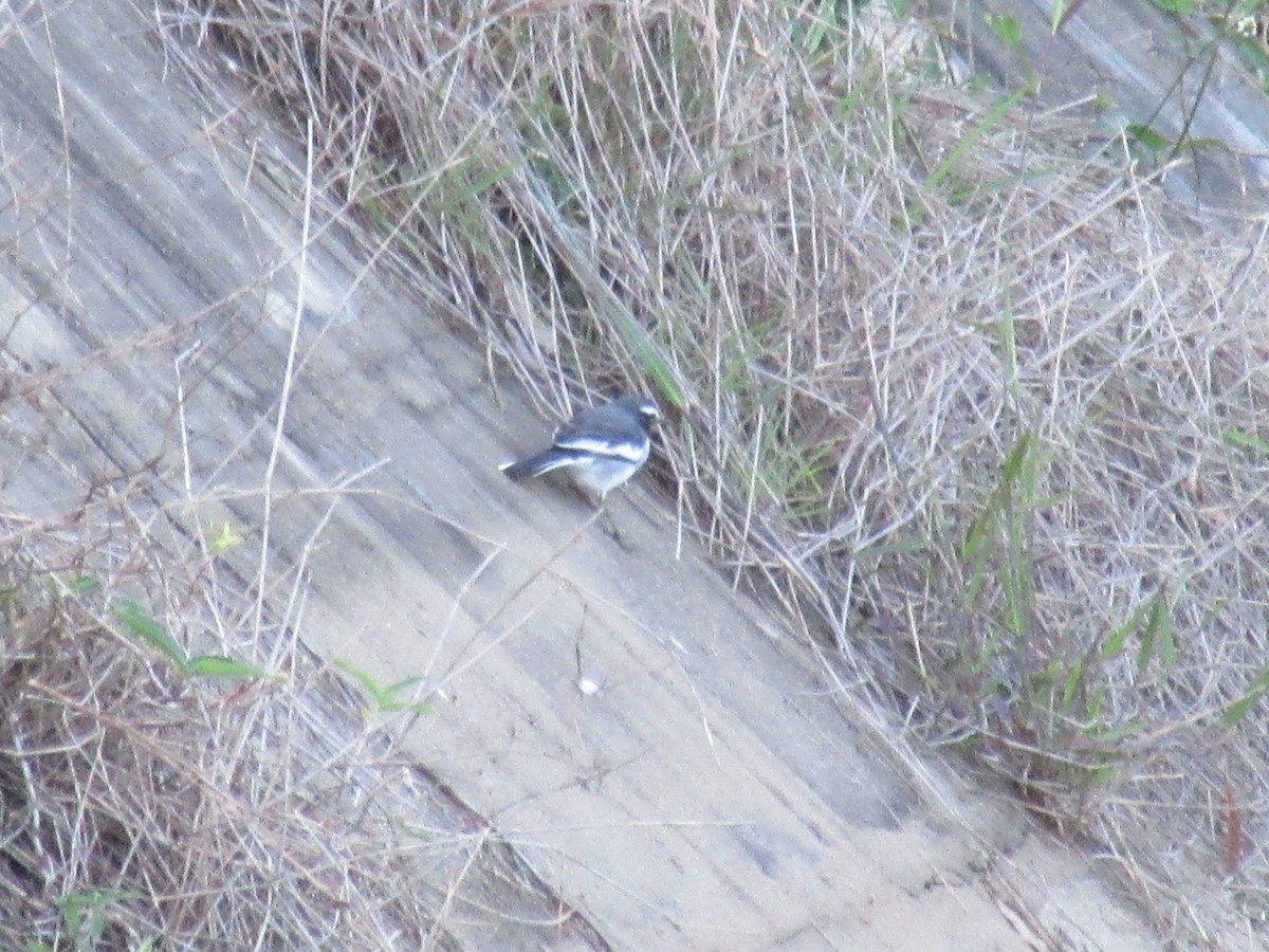 White-browed Wagtail - ML616458846
