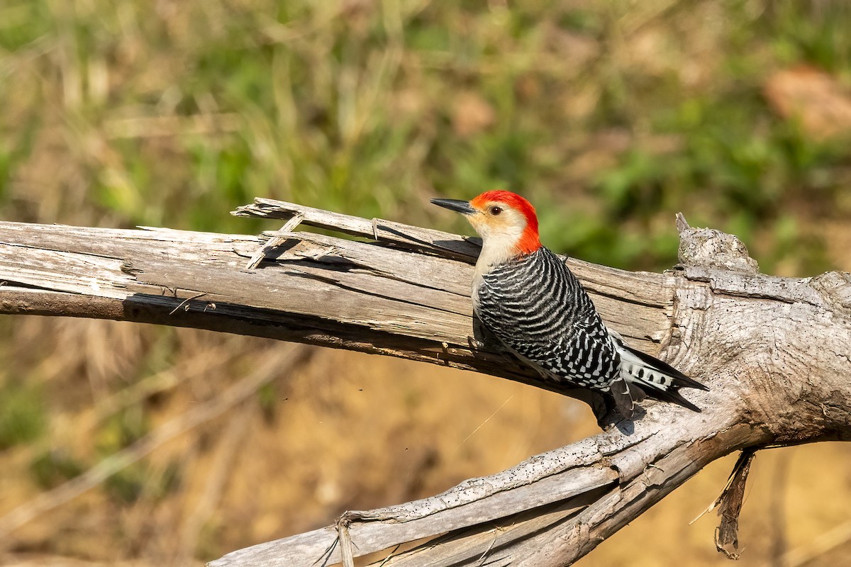 Red-bellied Woodpecker - ML616459017