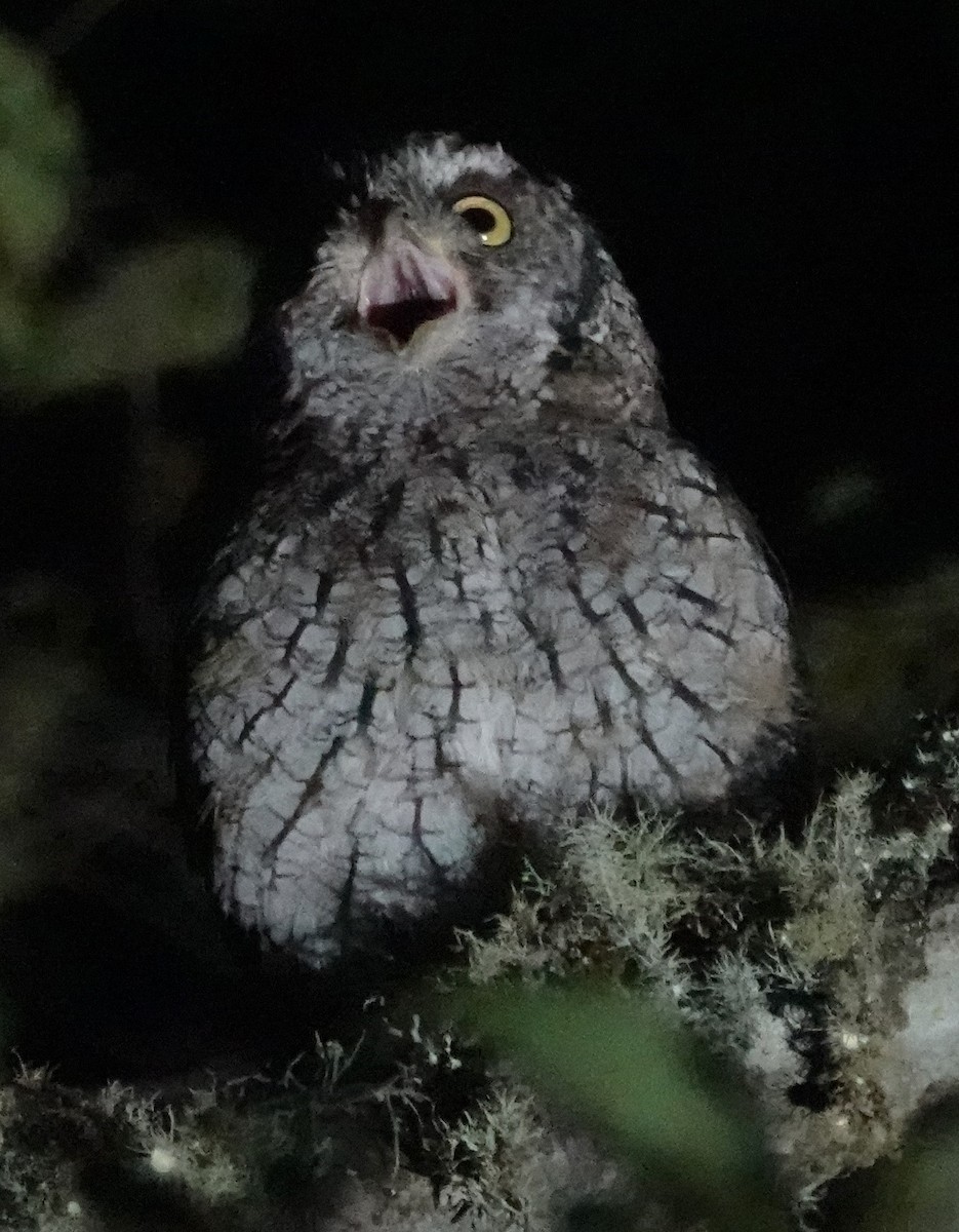Koepcke's Screech-Owl - ML616459041