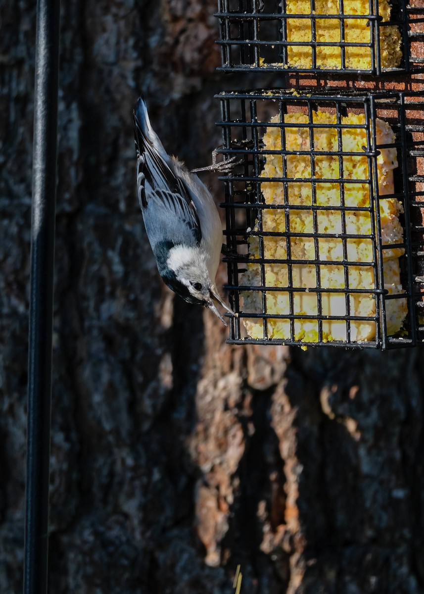 White-breasted Nuthatch - ML616459097