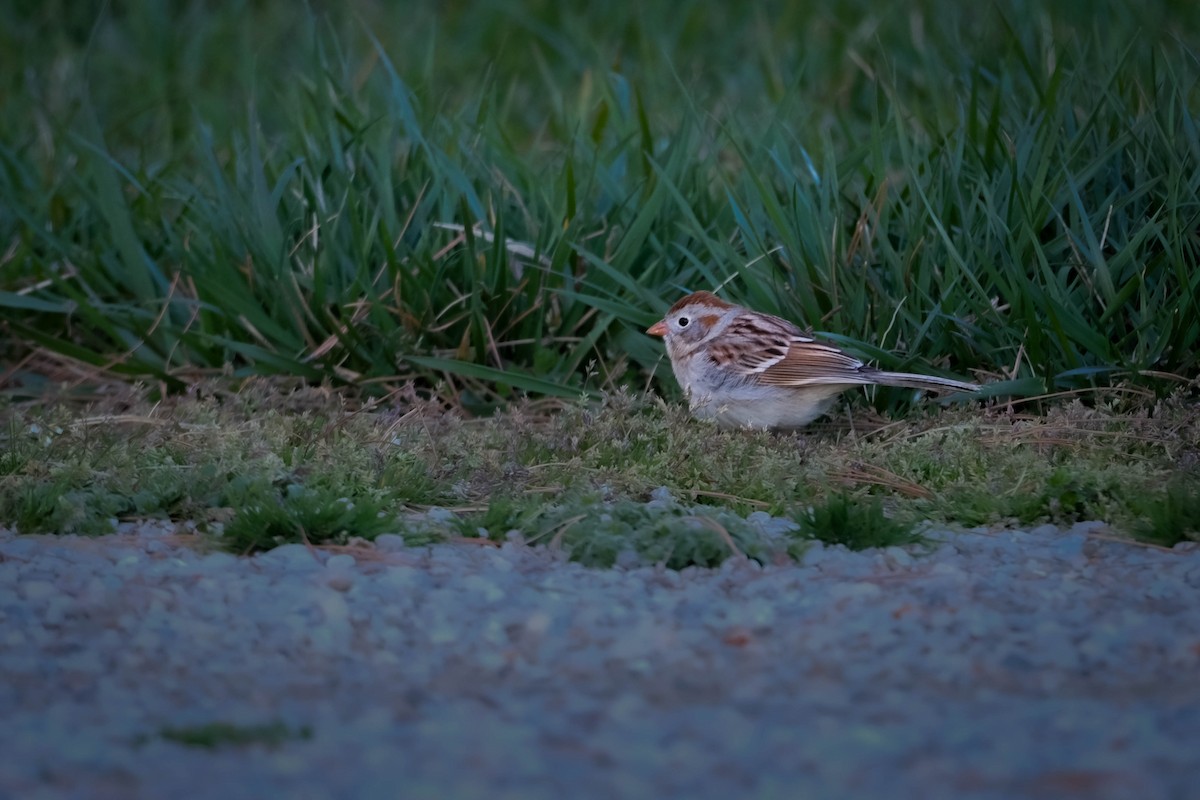 Field Sparrow - ML616459114