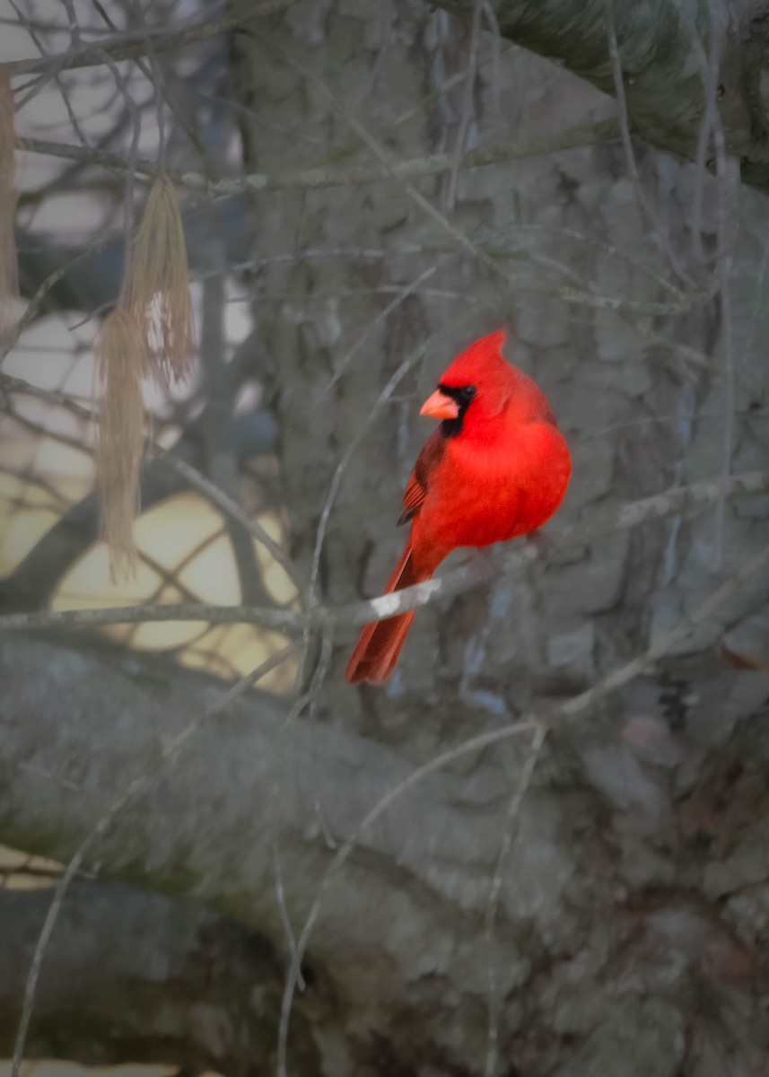 Cardinal rouge - ML616459123