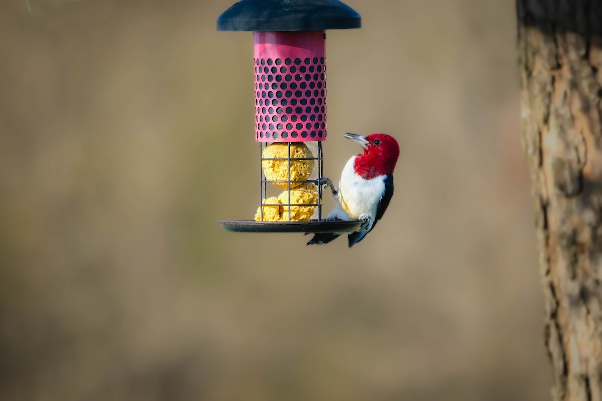 Red-headed Woodpecker - ML616459128