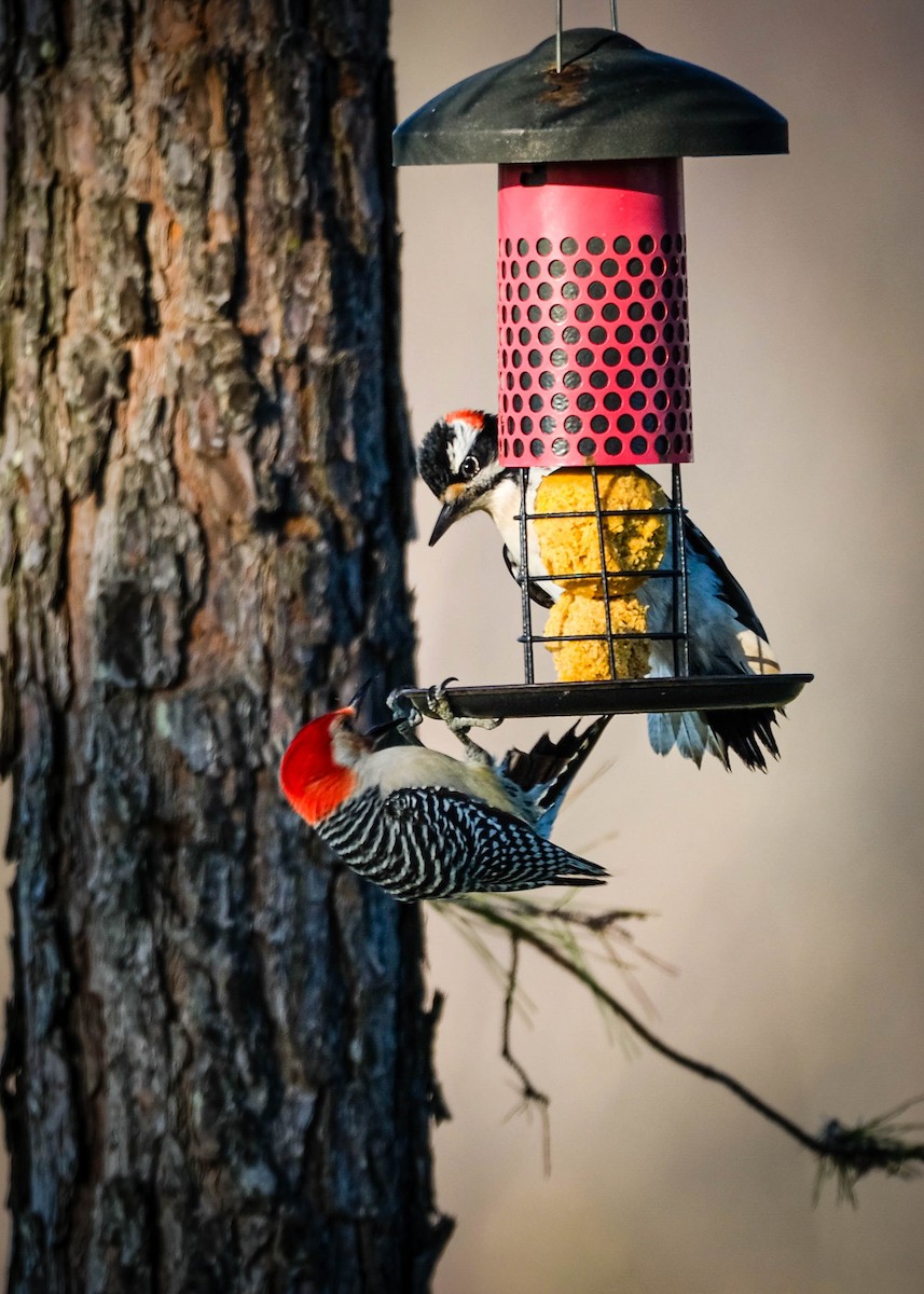 Red-bellied Woodpecker - ML616459131