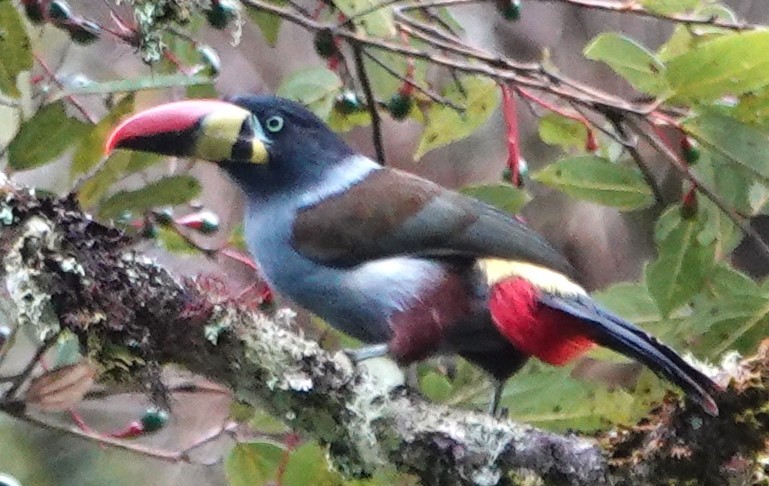 Gray-breasted Mountain-Toucan - ML616459159