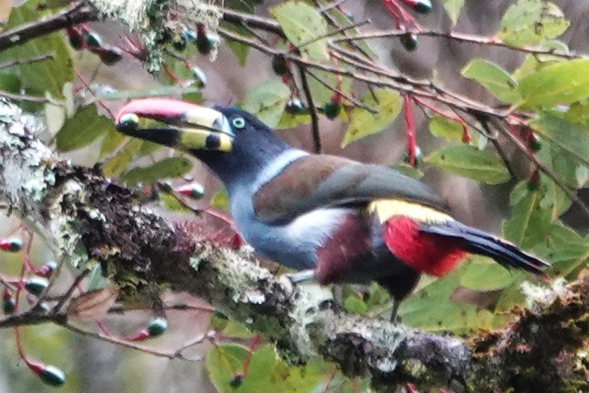 Gray-breasted Mountain-Toucan - ML616459168