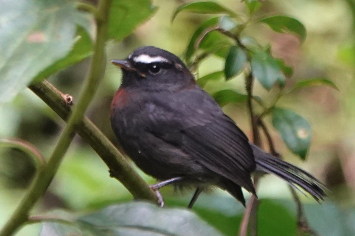 Maroon-belted Chat-Tyrant - Peter Blancher