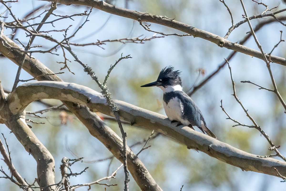 Belted Kingfisher - ML616459236