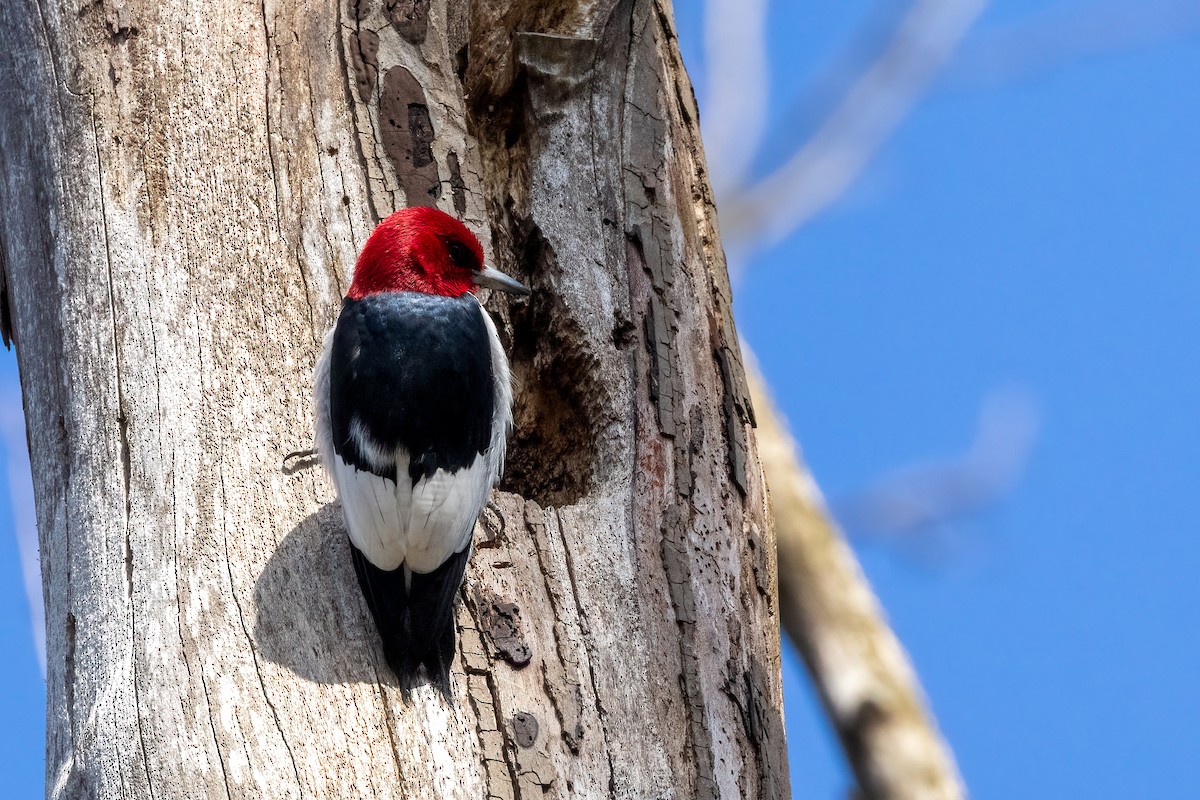 Red-headed Woodpecker - ML616459285