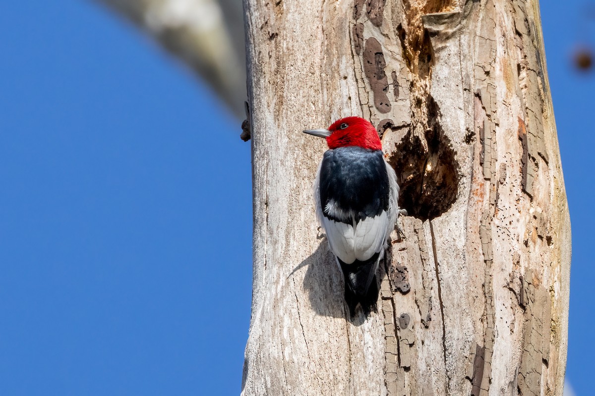 Red-headed Woodpecker - ML616459316